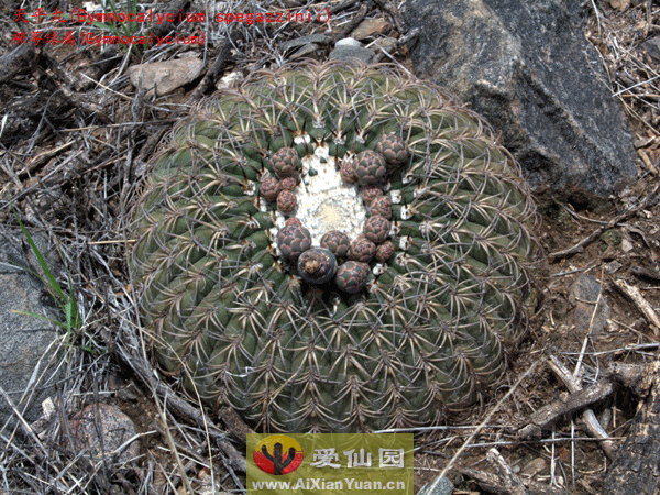 天平丸_(Gymnocalycium spegazzinii)_裸萼球属仙人球_爱仙园