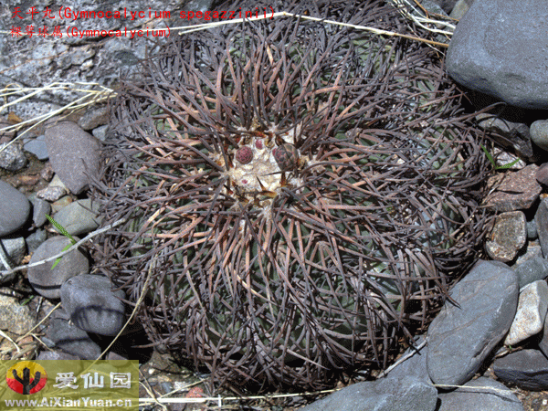天平丸_(Gymnocalycium spegazzinii)_裸萼球属仙人球_爱仙园
