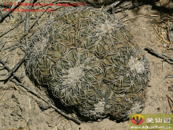 天平丸_(Gymnocalycium spegazzinii)_裸萼球属仙人球_爱仙园