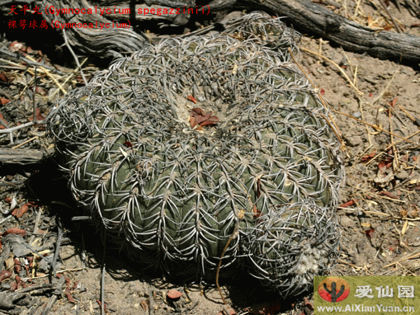 天平丸_(Gymnocalycium spegazzinii)_裸萼球属仙人球_爱仙园