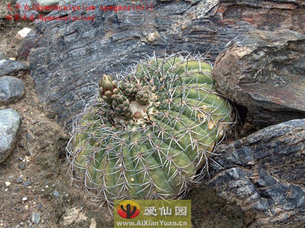 天平丸_(Gymnocalycium spegazzinii)_裸萼球属仙人球_爱仙园