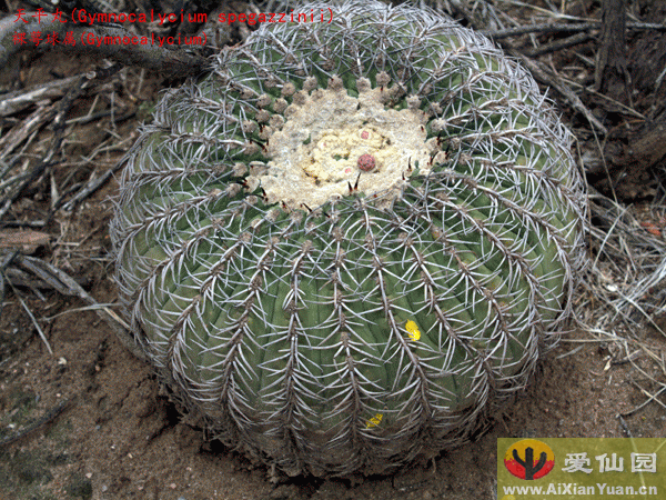 天平丸_(Gymnocalycium spegazzinii)_裸萼球属仙人球_爱仙园