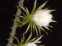 Harrisia adscendens