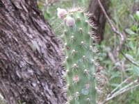 刺苹果