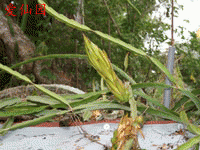 Hylocereus escuintlensis