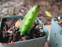 Hylocereus trigonus