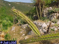 Leptocereus arboreus