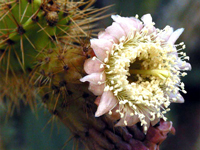 Leptocereus prostratus