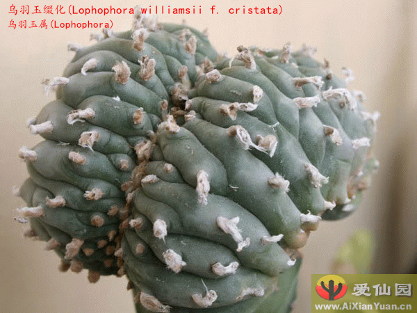 烏羽玉 綴化Lophophora williamsii f. cristata 烏羽玉 綴化Lophophora