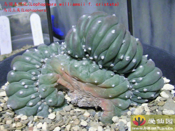 烏羽玉 綴化　Lophophora williamsii f. cristata 乌羽玉缀化_(Lophophora williamsii f. cristata)_乌羽玉属仙人球_爱仙园