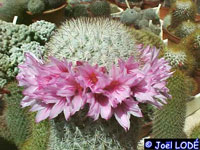 Mammillaria albicans subsp. dolorensis