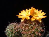 Mammillaria beneckei var. balsasoides