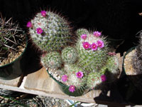 Mammillaria bombycina