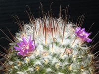 Mammillaria bombycina