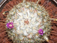 Mammillaria bombycina