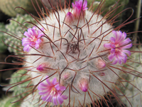 Mammillaria bombycina