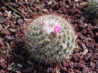 Mammillaria bombycina