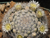 Mammillaria brachytrichion