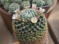 Mammillaria crinita subsp. nana