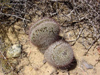 Mammillaria dioica f. cristata