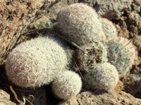 Mammillaria grahamii var. olivae