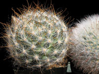 Mammillaria guelzowiana var. robusta