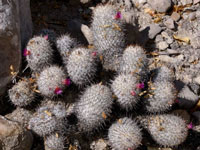 Mammillaria haageana subsp. schmollii