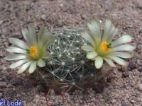 Mammillaria heidiae