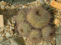 Mammillaria hertrichiana