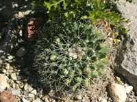 Mammillaria heyderi subsp. meiacantha