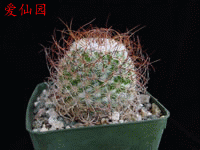 Mammillaria huitzilopochtli subsp. niduliformis