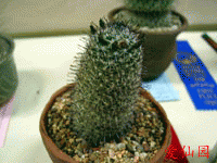 Mammillaria hutchisoniana subsp. louisae