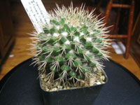 Mammillaria karwinskiana subsp. beiselii