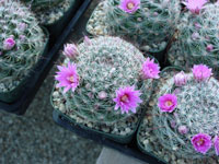 Mammillaria longiflora subsp. stamperfi