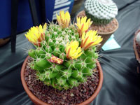 Mammillaria longimamma var. uberiformis