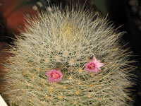 Mammillaria manana