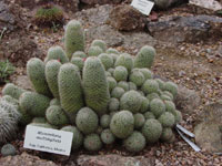 Mammillaria multidigitata