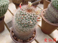 Mammillaria petrophila subsp. baxteriana