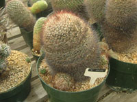 Mammillaria petrophila subsp. arida