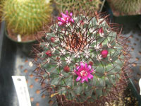 Mammillaria polythele subsp. obconella