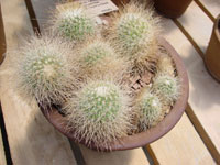 Mammillaria rekoi subsp. leptacantha