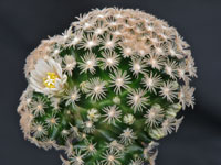 Mammillaria roemeri var. sp. nova