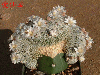 Mammillaria sanchez-mejoradae f. cristata