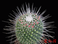 Mammillaria spinosissima f. un pico
