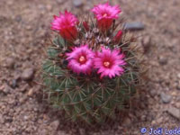 Mammillaria wiesingeri subsp. apamensis