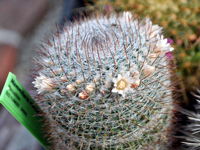 Mammillaria wiesingeri