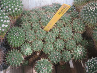 Mammillaria winterae subsp. aramberri