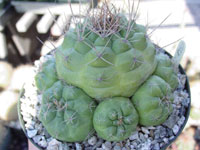 Matucana oreodoxa