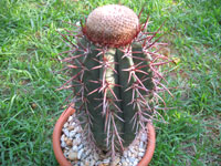 Melocactus azureus subsp. ferreophilius