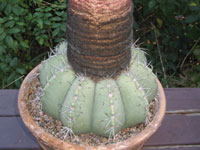 Melocactus bahiensis subsp. amethystinus